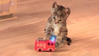 Little Kitten My Favorite Cat Play Fun Pet Care Game for Children [upl. by Hartmunn807]