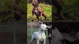 CANE CORSO VS ENGLISH MASTIFFDOGO ARGENTINOPITBULLGERMAN SHEPHERDALASKA MALAMUTEHUSKY [upl. by Cud]