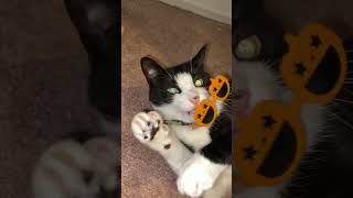 【猫】ハロウィンの仮装がうまくいかない猫🎃🎃🎃 [upl. by Rebe]