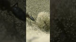 Antlion vs Antanimalsanimalshortsshortsvideo [upl. by Xila855]