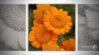 Anthemis  garden plants [upl. by Atsedom]