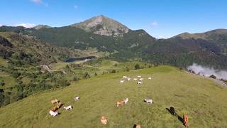 Buffles en estive dans lAriège [upl. by Clardy]