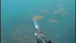 SnapperPargo Spearfishing in Perú [upl. by Hennessey]