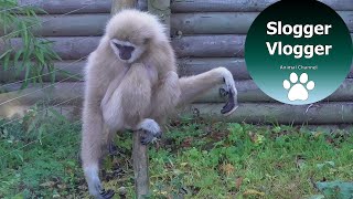 Hilarious Gibbons Freak Out About Rodent [upl. by Kcirdes823]