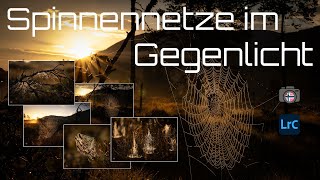 Spinnennetze im Gegenlicht [upl. by Joiner]