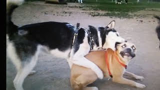 Brown Dog Stands Up To Bully Husky At Dog Park [upl. by Eanert727]