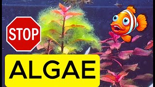 Avoid Algae Growth  Simple Method [upl. by Starlin19]