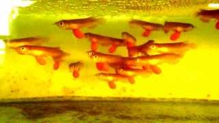 Aqua Gold Baby Crossback Golden Arowana [upl. by Vesta]