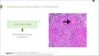 Mycobacteria MTB lecture Microbiology Medicos Study Corner [upl. by Atsirk]