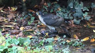 Sparrowhawk catches another Starling  2 [upl. by Kcire]