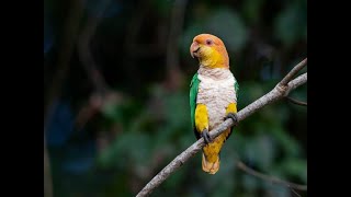 Whitebellied Parrot in the Wild  Brazil [upl. by Narrad]