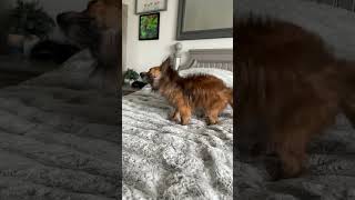 Dog shaking in slow motion [upl. by Zimmer]