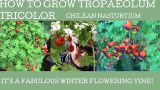 How to grow and care for Tropaeolum tricolor or Chilean nasturtium [upl. by Shaffert820]