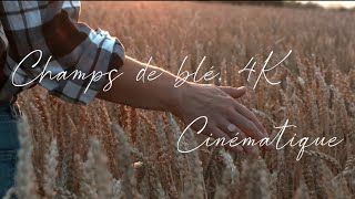 Champs de blé  Fujifilm XT4  Allintra  4K  Cinématique [upl. by De Witt449]