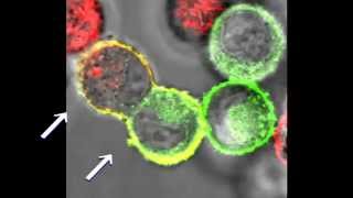 Animation of cell fusion using GenomONE™CF EX kit [upl. by Melmon]