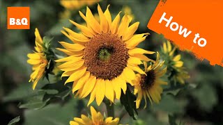 How to grow amp harvest sunflowers [upl. by Celeski]