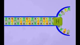 DNA replicationsimple animation [upl. by Royal]