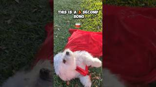 Three Second Song dog pet short [upl. by Naillil]