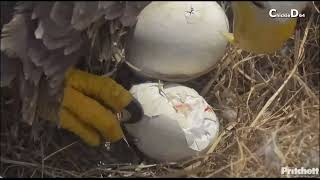 SWFL EaglesPip in Egg 1 Eaglet Still Trying to Get Out of Egg123023 [upl. by Cordova]