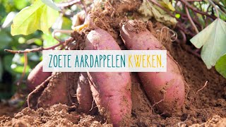 Zoete aardappelen kweken [upl. by Bowler]