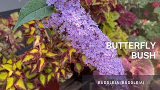 Buddleja Buddleia  Butterfly bush Easy tips on how to propagate the Butterfly bush [upl. by Nyliac]