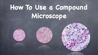 How To Use a Compound Microscope [upl. by Lytsyrk]