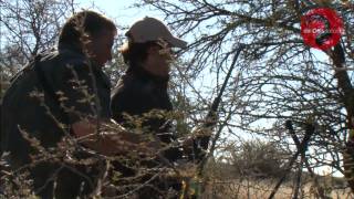 Antilopes en Namibia con Iberalia [upl. by Brie]