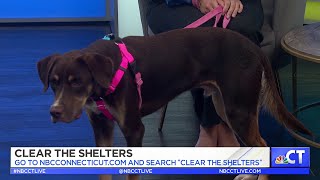 CT LIVE Clear the Shelters 2024 [upl. by Miza]