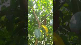 කුරුඳුCeylon cinnamonKuruvaCinnamomum verum preslHerbal Plant SriLanka🌿hindinatureshortvideo [upl. by Doraj302]