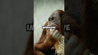 10 Surprising Orangutan Facts That Will Blow Your Mind [upl. by Claudia]