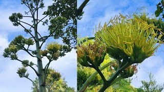 Floración de mis agaves 🌵🏜️🌸🌼 [upl. by Douty]