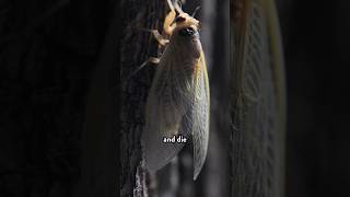 TRILLIONS of cicadas are emerging Math can tell us why… [upl. by Spoor]