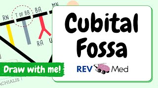 Cubital Fossa Anatomy animated in under 3 mins with Mnemonics [upl. by Nabla]