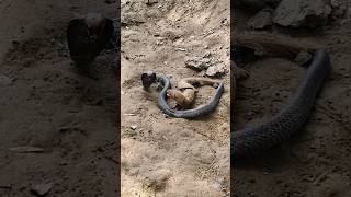 Mongoose and Black Cobra Snake Fight🐍 snakecobravsmongoosewildlifemongooseshorts [upl. by Schatz799]