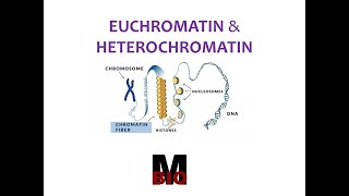 EUCHROMATIN amp HETEROCHROMATIN [upl. by Moffit635]