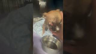 GRAPHIC Newborn Puppy Found Suffering With An Eye Painfully POPPED From Its Socket STORY BELOW [upl. by Nednarb]