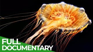 Vicious Beauties  The Secret World of the Jellyfish  Free Documentary Nature [upl. by Thedric]