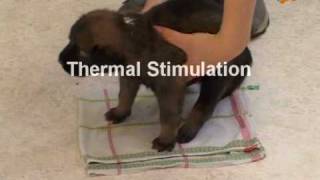 Early Neurological Stimulation Puppies [upl. by Ahseikan]