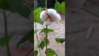 Gossypium herbaceum🌱Plant garden flowers satisfying shorts short youtubeshorts trending 4k [upl. by Nicholl]