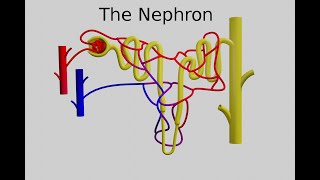 The Nephron  Function and Regulation [upl. by Sean]