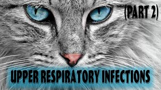 Part 2 Feline Upper Respiratory Infection  Feline Calicivirus  Feline Rhinotracheitis virus [upl. by Ruscher104]