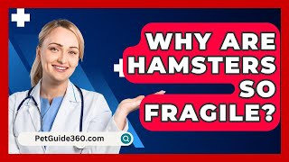 Why Are Hamsters So Fragile  PetGuide360com [upl. by Aronas]