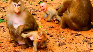 OMG Monkey Rose catch amp attack her baby Robin very hard when Robin want play with friend [upl. by Dobrinsky864]