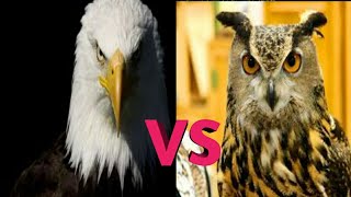 Eagle vs Owl eagle owlamazing documented comparisonmust watch [upl. by Vey]