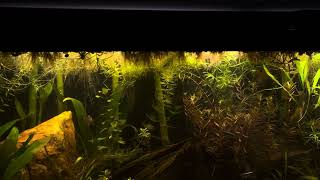 Update on 55 Gallon Low Budget Father Fish Aquarium [upl. by Laenaj]