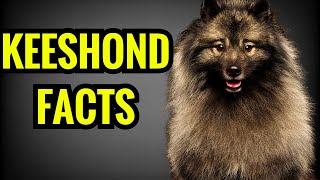 Keeshond Facts  Top 13 Facts You Must Know [upl. by Persson]