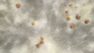 Sclerotium formation timelapse [upl. by Aura]