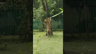 quotKing of the jungle vibequot royal bengaltiger alipurzoo kolkata [upl. by Zelde705]