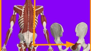 Obturstor Internus MuscleOriginInsertionActionBlood suppInnervationanatrelations gluteus [upl. by Ledarf]