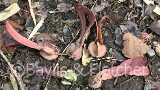 Dipterocarp seeds Cambodia 20110420 091222mp4 [upl. by Agnimod]